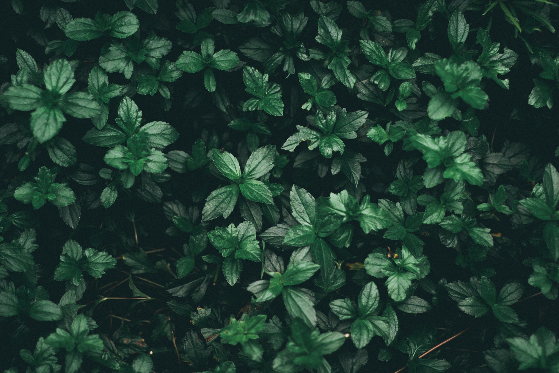 February Fashion Challenge, Day 8: Green with excitement